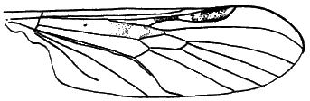 Sylvicola (Anisopoda) fuscatoides: wing.
