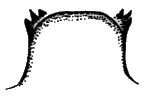 Sylvicola (Anisopoda) fuscatus: male genitalia.