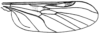Sylvicola (Anisopoda) stackelbergi: wing.