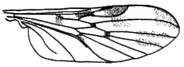 Sylvicola (Sylvicola) cinctus: wing.