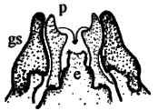 Sylvicola (Sylvicola) cinctus: male genitalia.