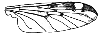 Sylvicola (Sylvicola) japonicus: wing.
