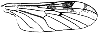 Sylvicola (Sylvicola) matsumurai: wing.