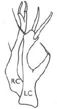 Stilpon subnubilus: male cerci.