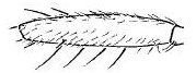 Camilla glabra, right front femur.