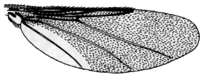 Icosta minor, wing.