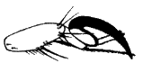 Lipoptena cervi, claw hind tarsus.