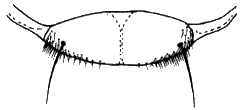 Icosta ardeae, scutellum.